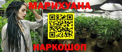спайс Кингисепп